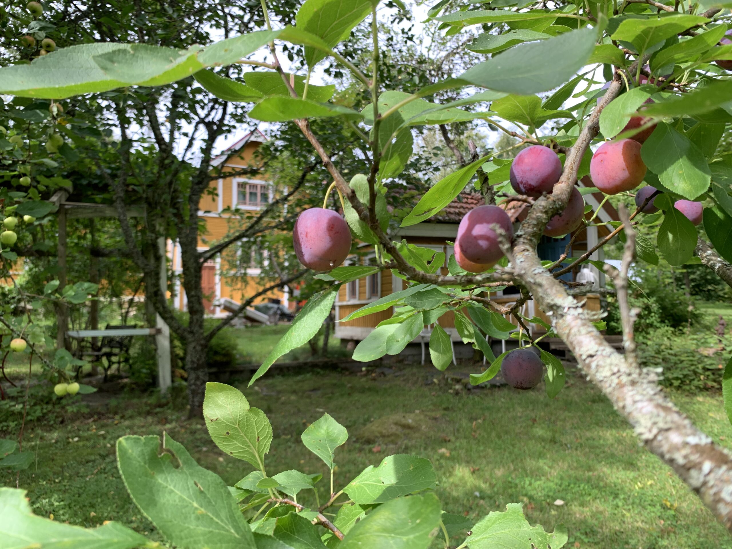Yksityinen joogaretriitti tai yksityistunti - äänimaljarentoutus, sauna, ruokailu, metsäkävely ja majoitus, omien toiveidesi mukaan